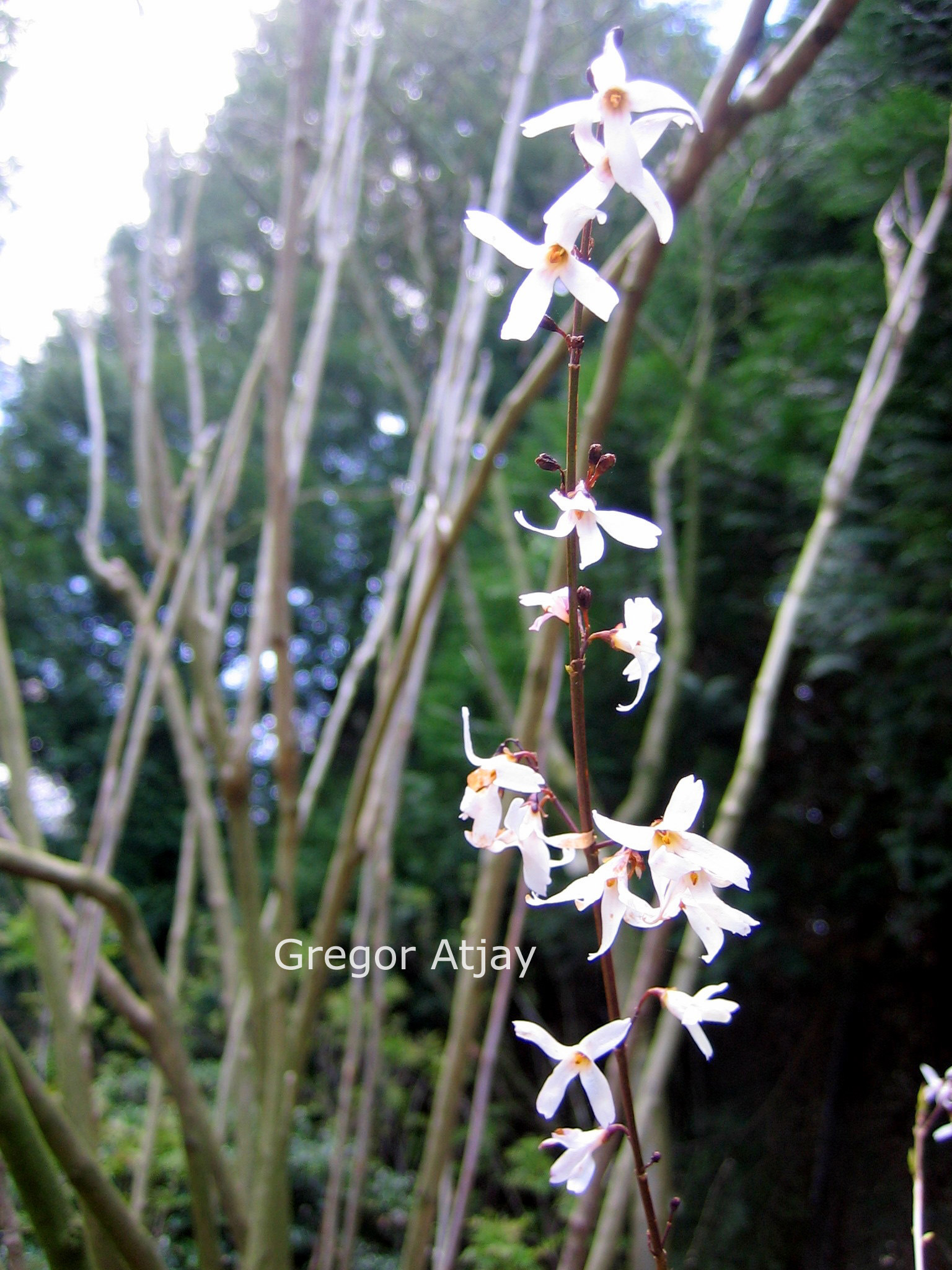 Abeliophyllum distichum