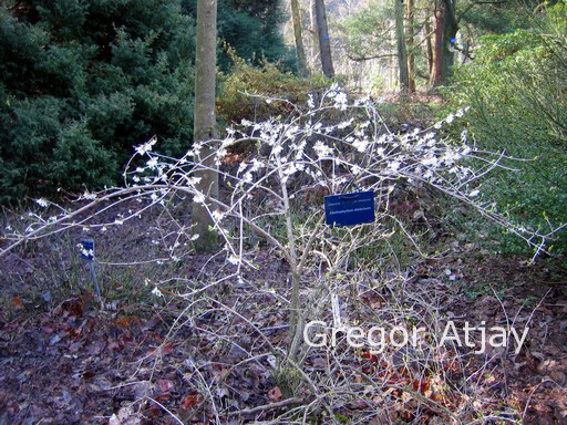 Abeliophyllum distichum