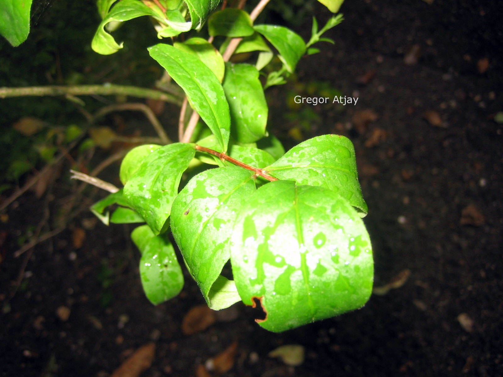 Abeliophyllum distichum