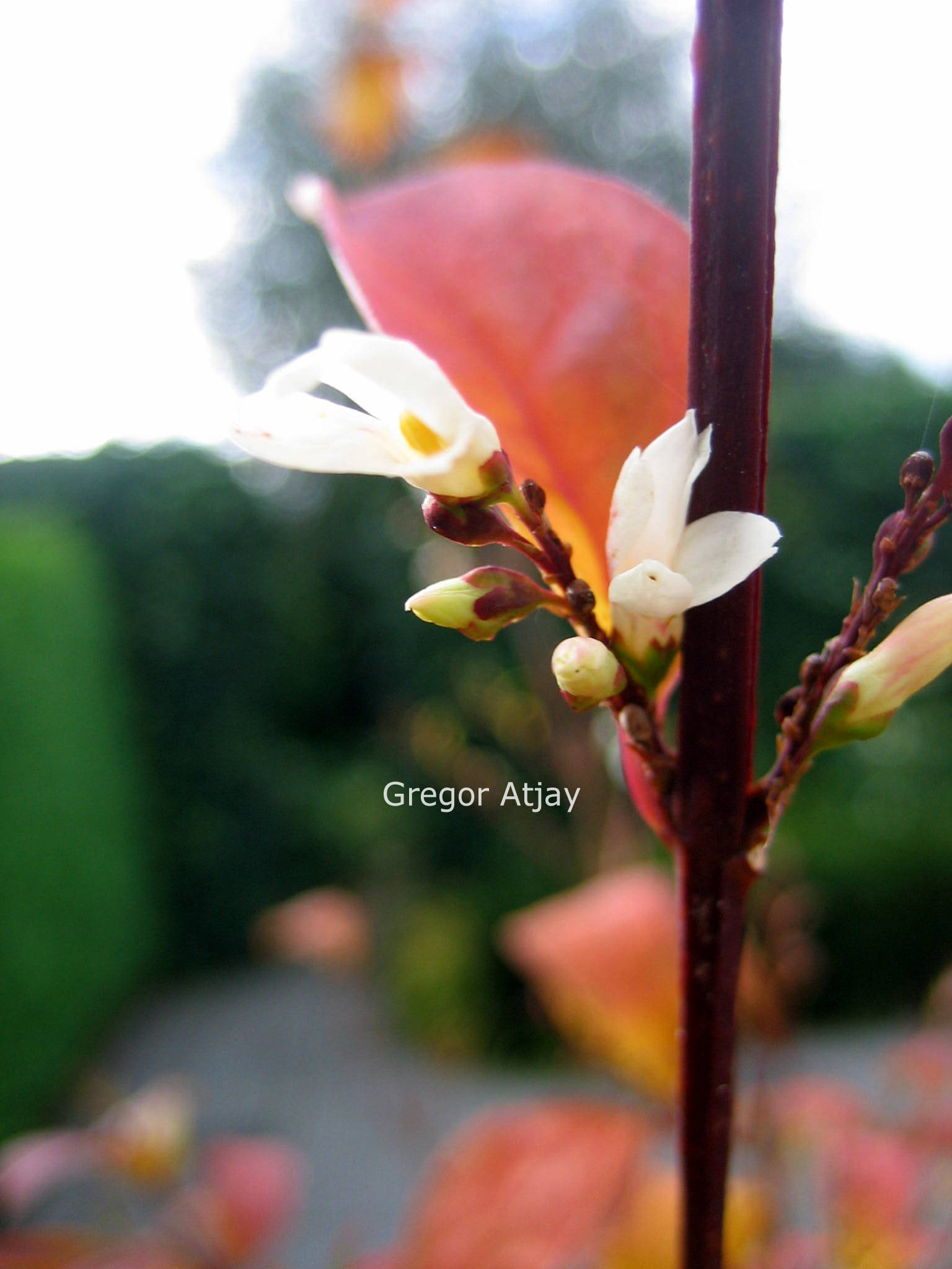 Abeliophyllum distichum