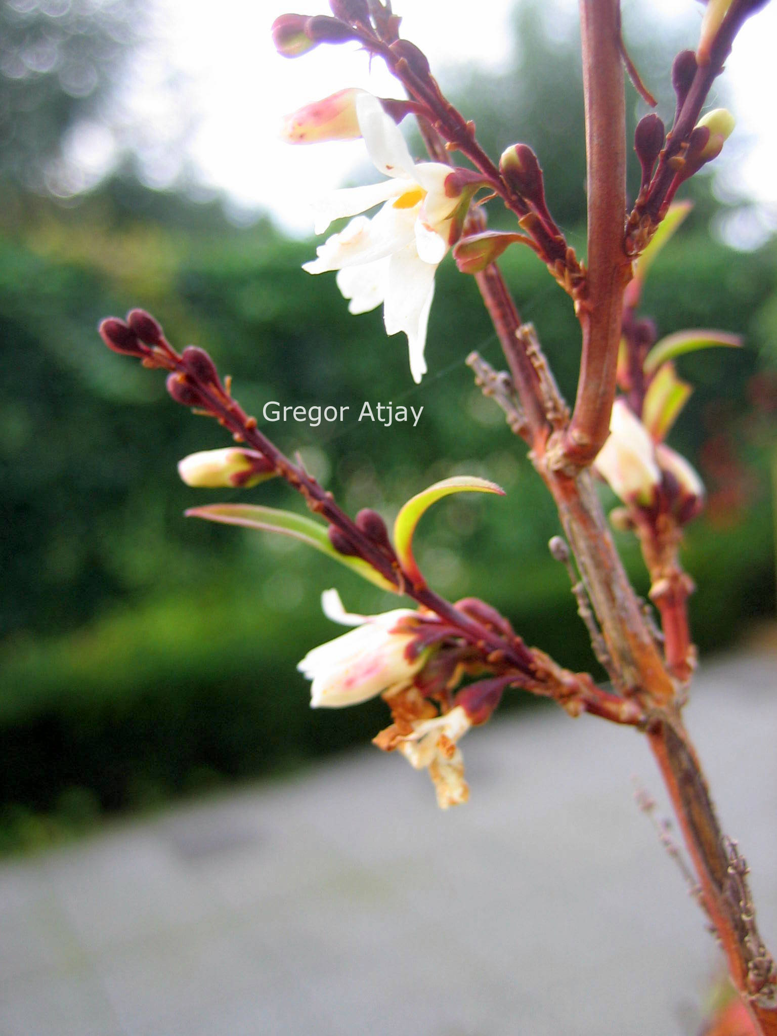 Abeliophyllum distichum