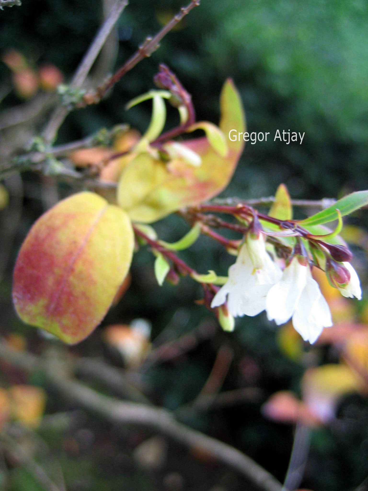 Abeliophyllum distichum