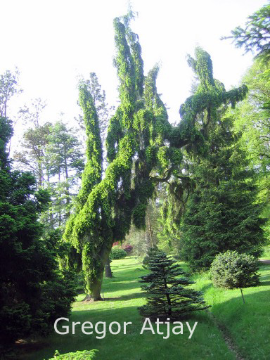 Abies alba 'Pendula'