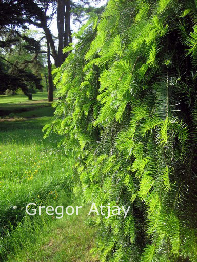 Abies alba 'Pendula'