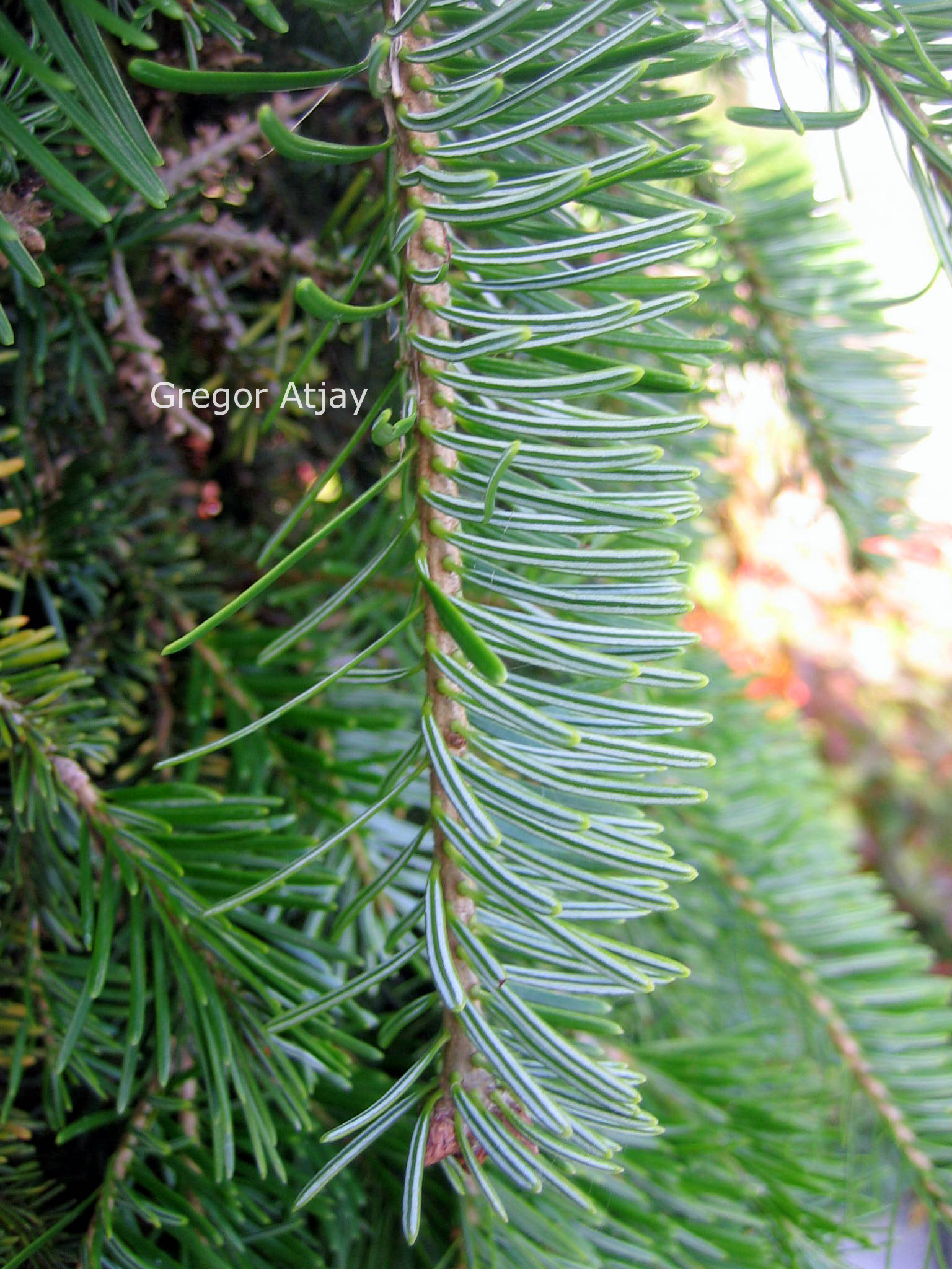 Abies alba 'Pendula'