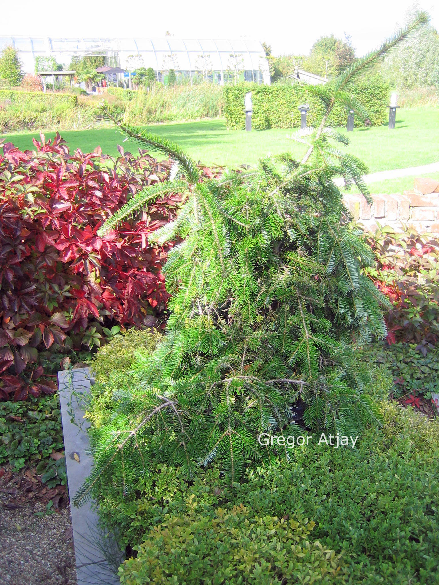 Abies alba 'Pendula'