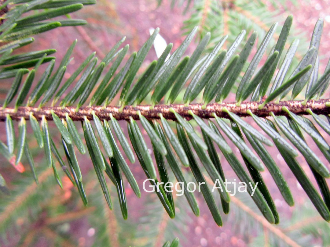 Abies alba