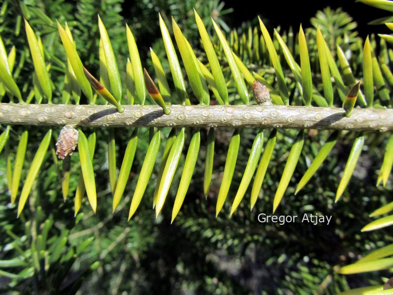 Abies cephalonica 'Barabit's Gold'