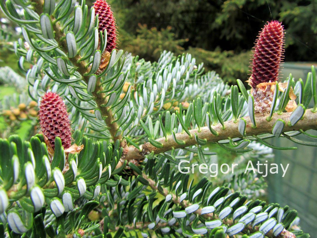 Abies koreana 'Silver Show'