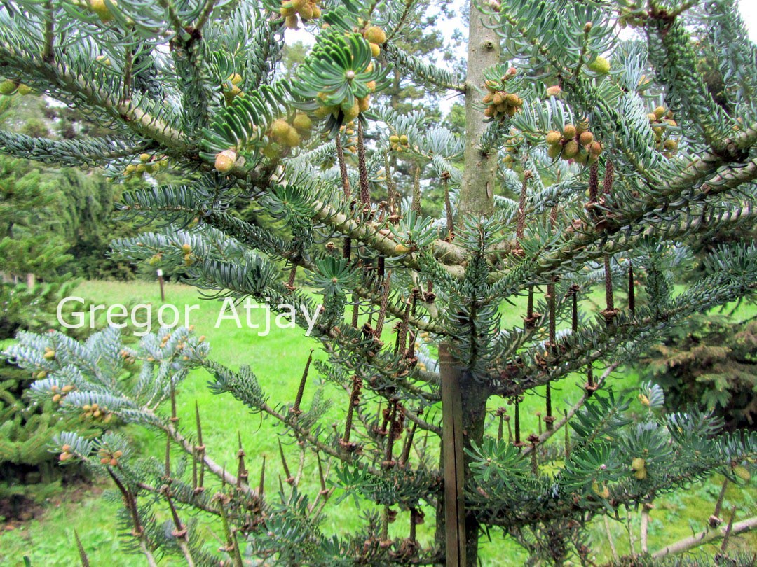 Abies koreana 'Silver Show'