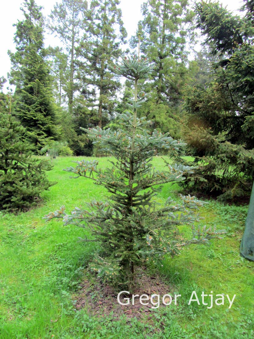 Abies koreana 'Silver Show'