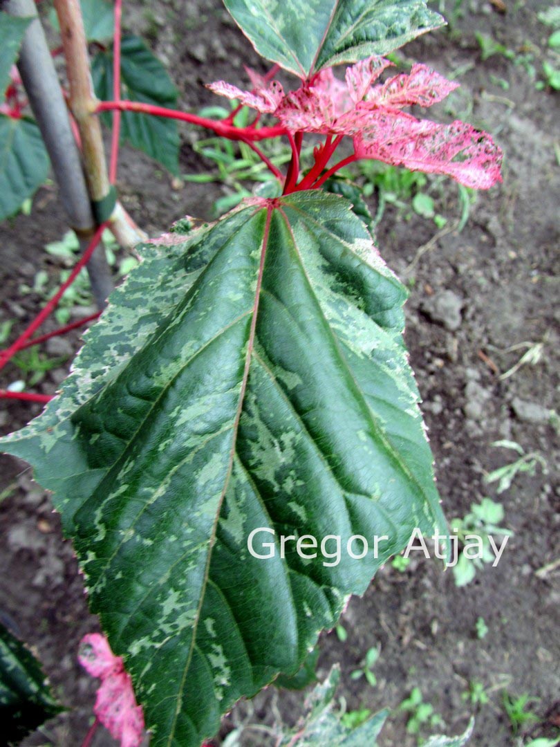 Acer conspicuum 'Red Flamingo'