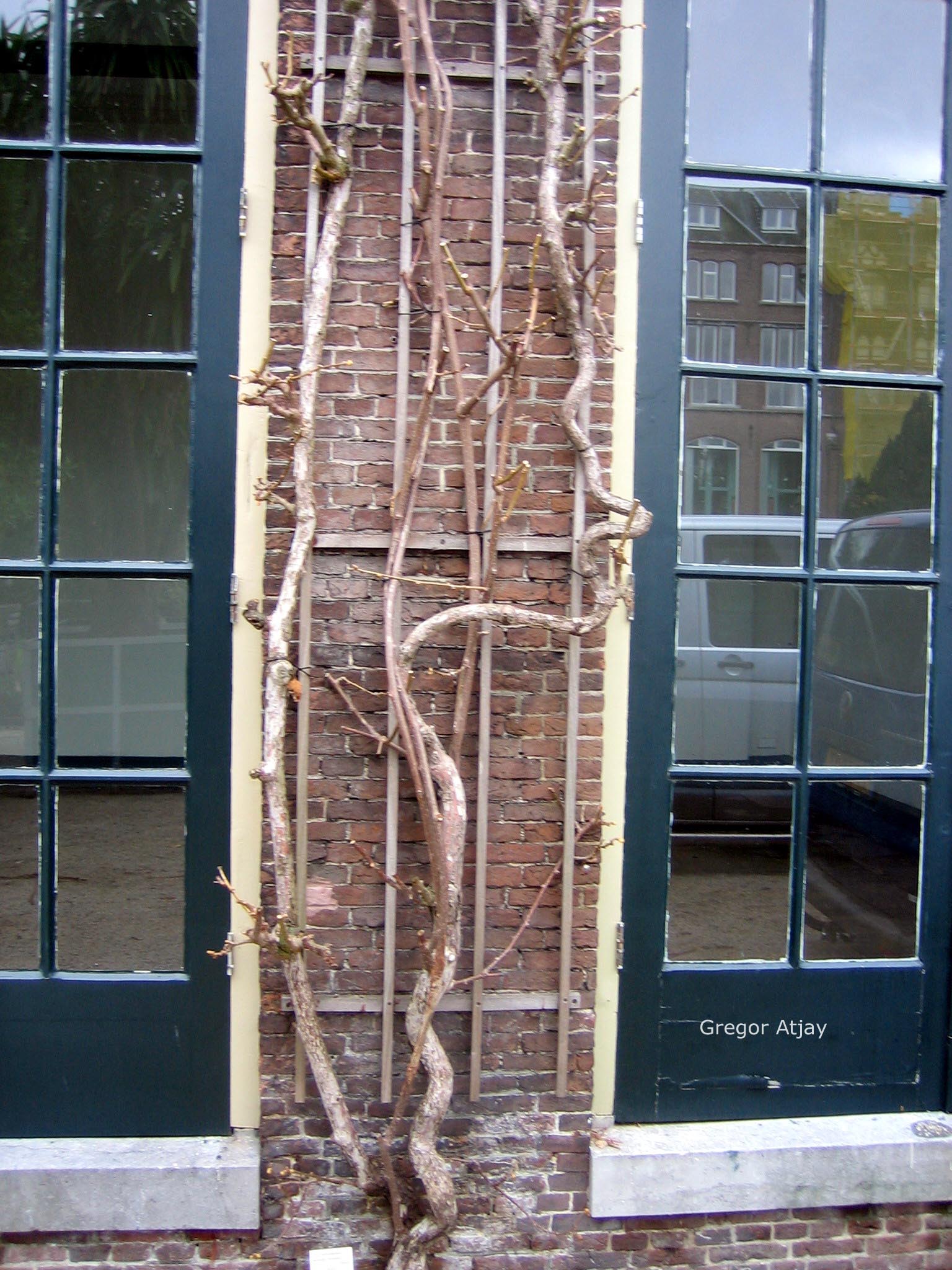 Acer circinatum 'Burgundy Jewel'
