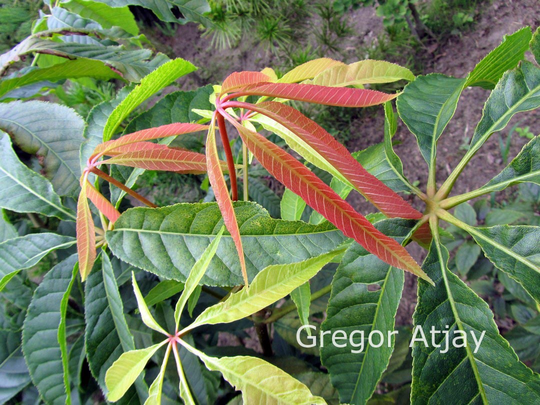 Aesculus chinensis