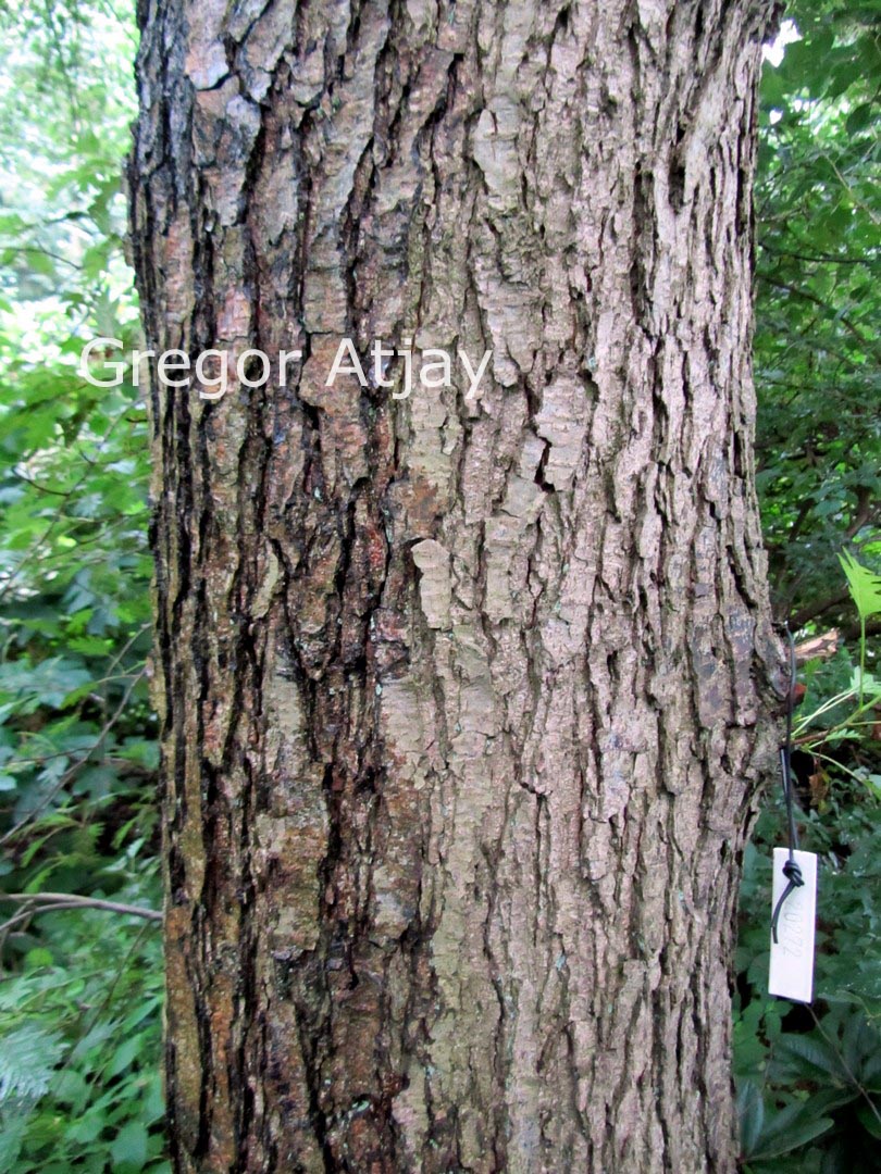 Alnus glutinosa 'Laciniata'