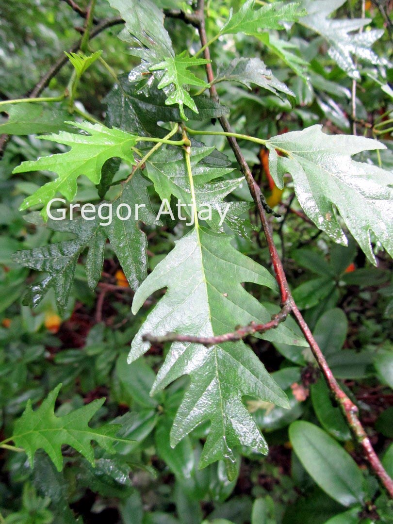 Alnus glutinosa 'Laciniata'