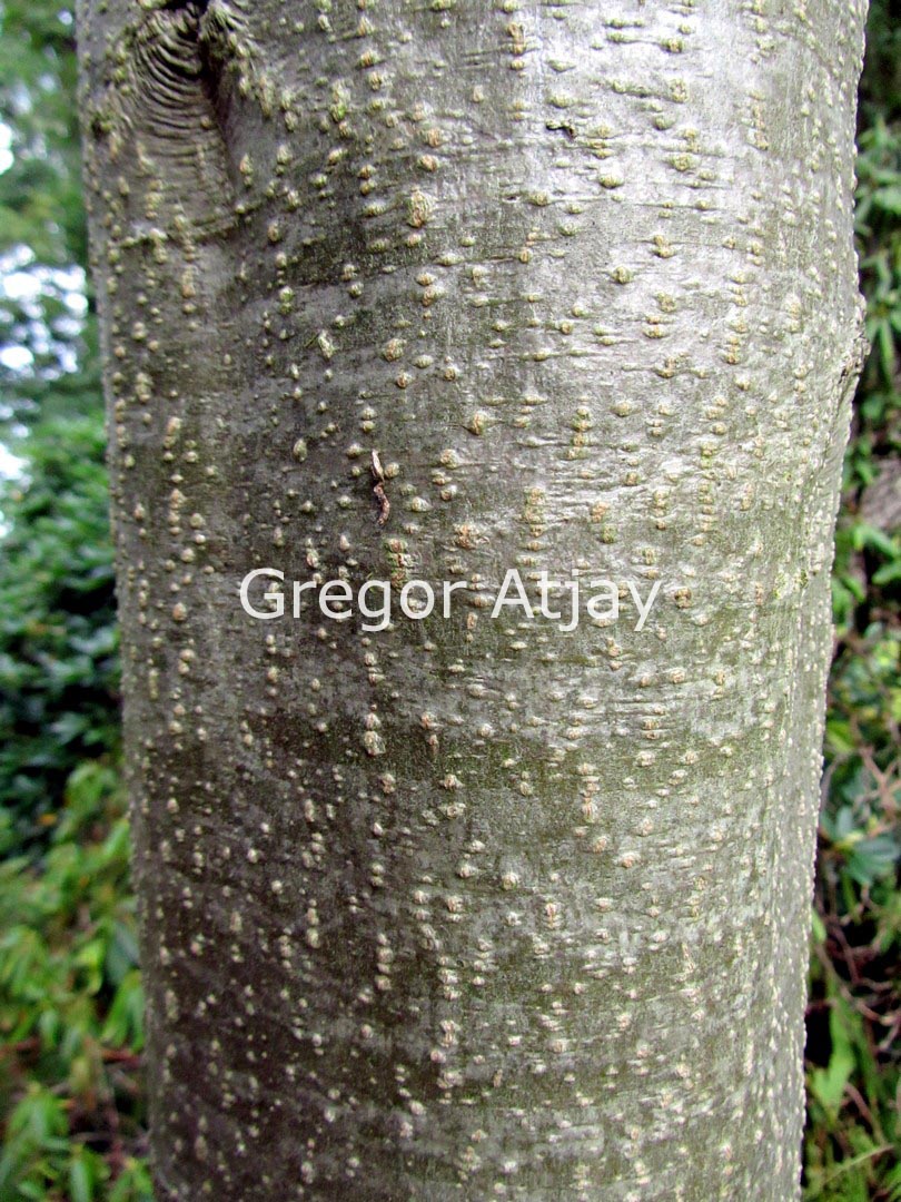 Alnus incana 'Laciniata'