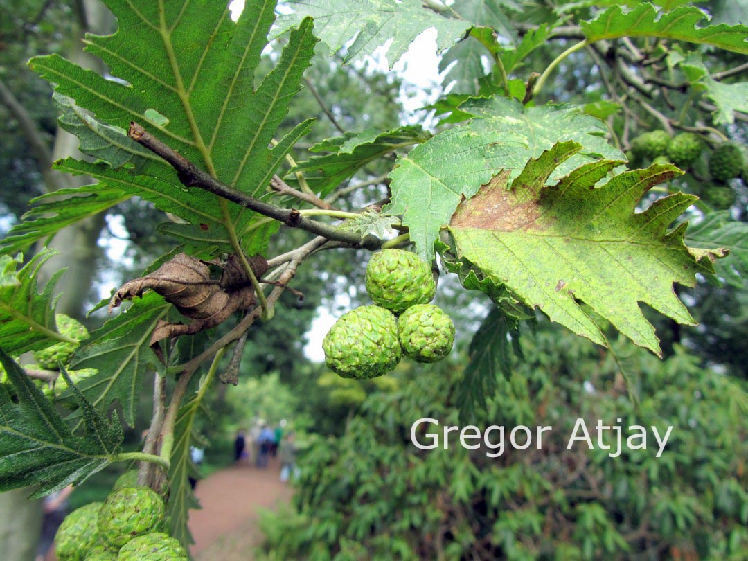 Alnus incana 'Laciniata'