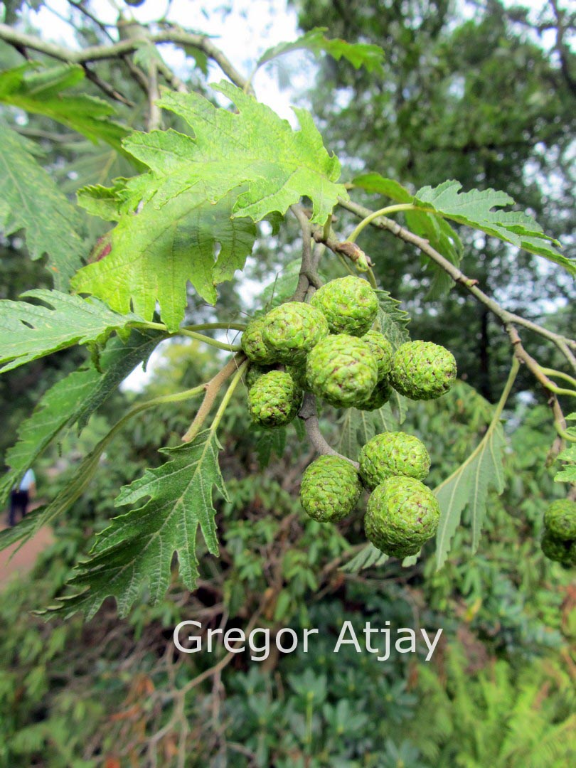 Alnus incana 'Laciniata'