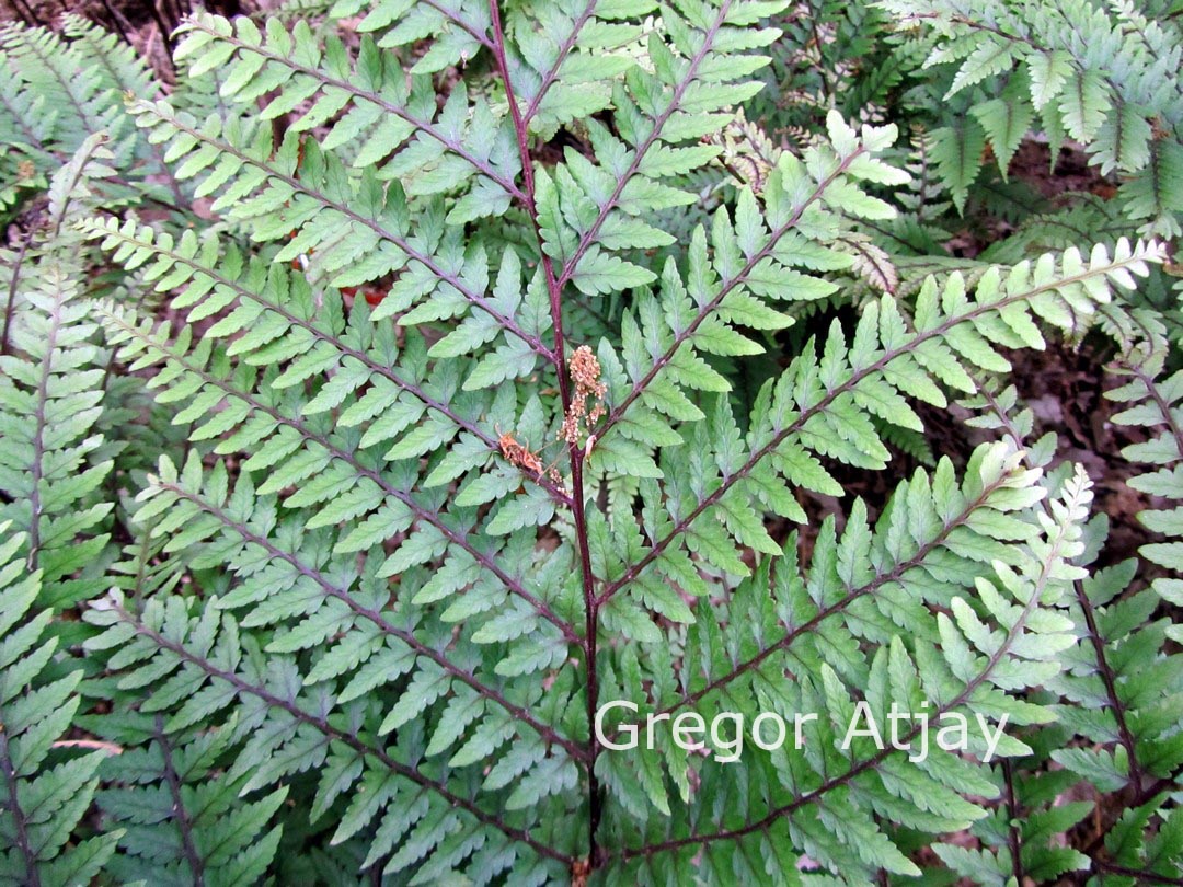 Athyrium otophorum 'Okanum'