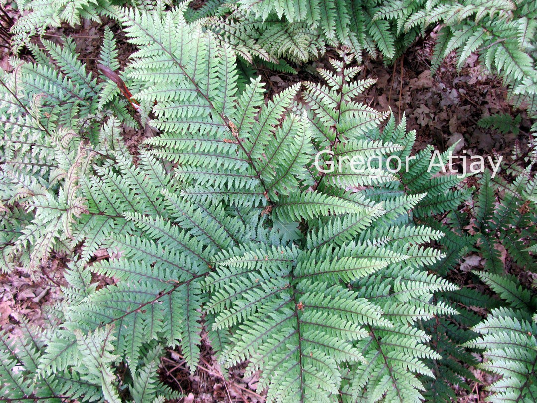 Athyrium otophorum 'Okanum'