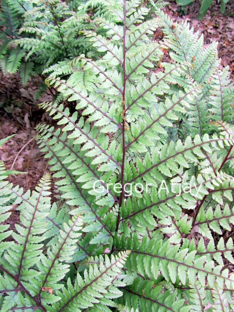 Athyrium otophorum 'Okanum'