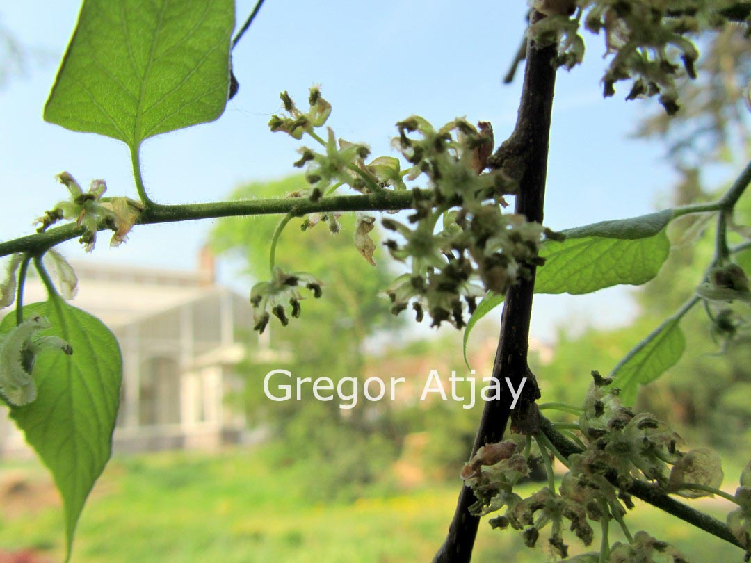 Celtis caucasica