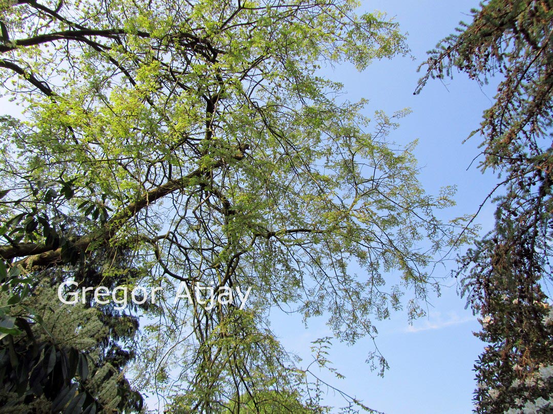 Celtis caucasica