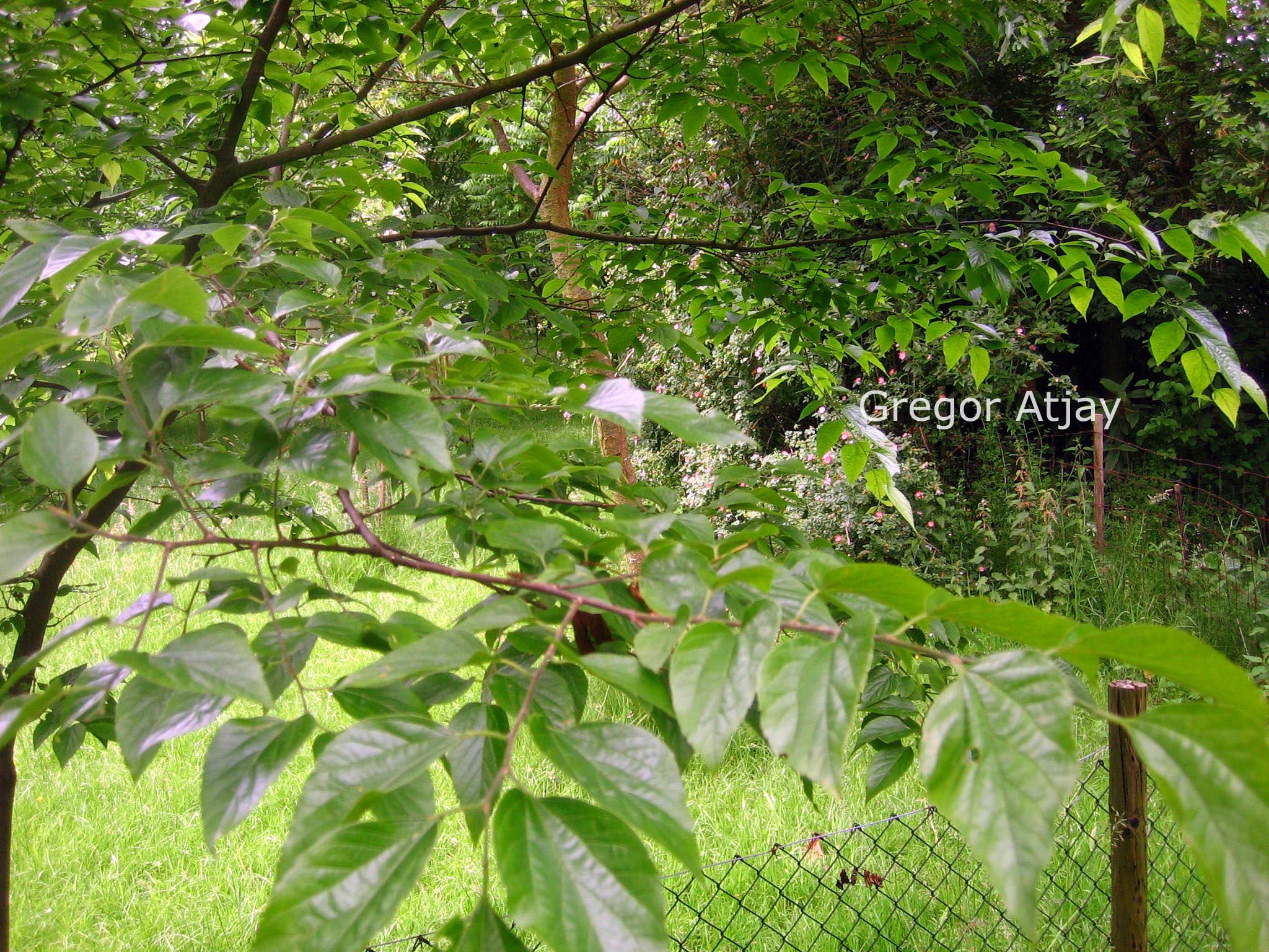 Celtis sinensis