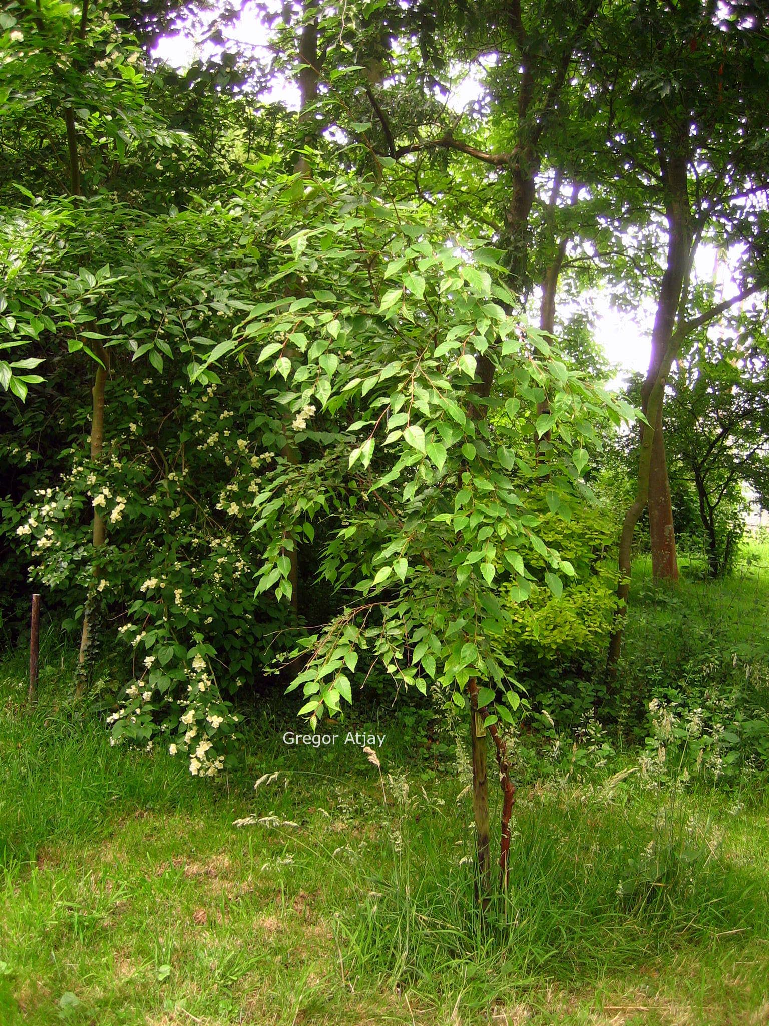 Celtis sinensis