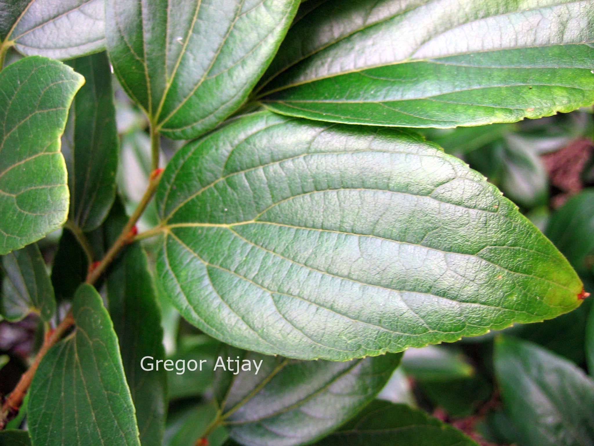 Celtis sinensis