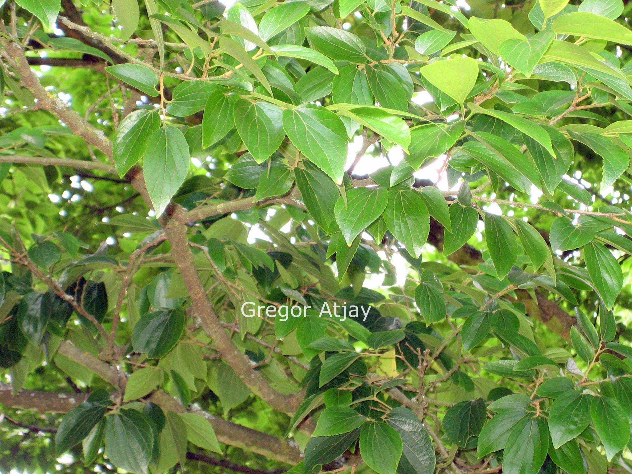 Celtis sinensis