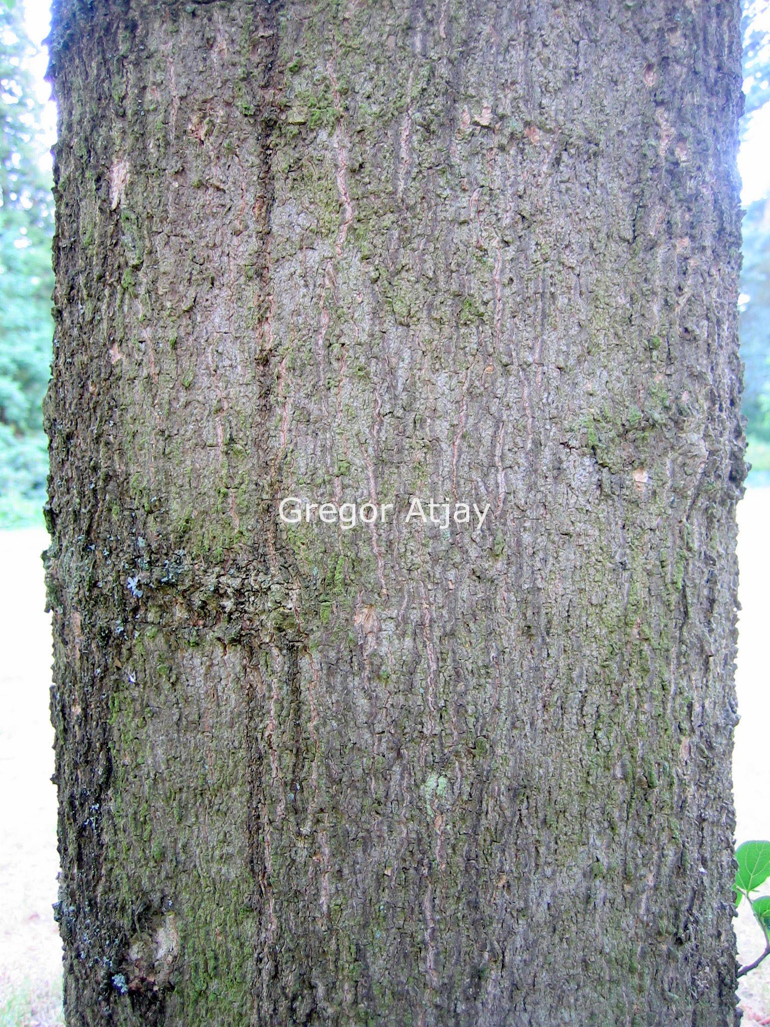 Celtis sinensis