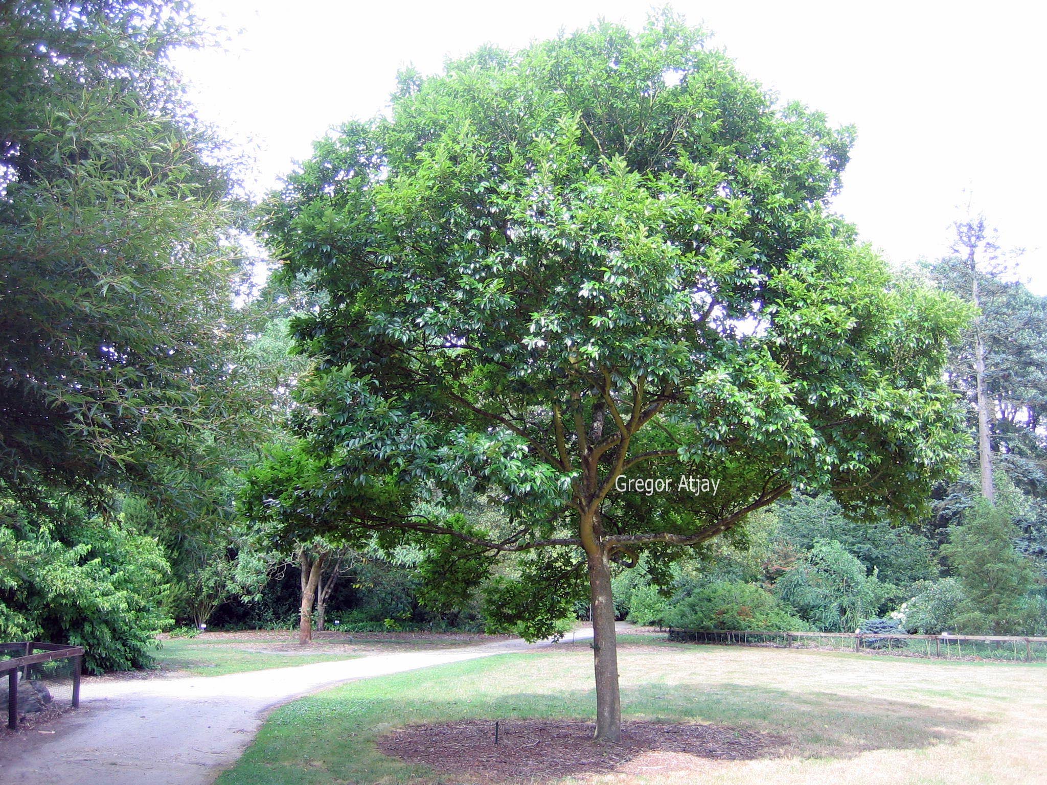 Celtis sinensis