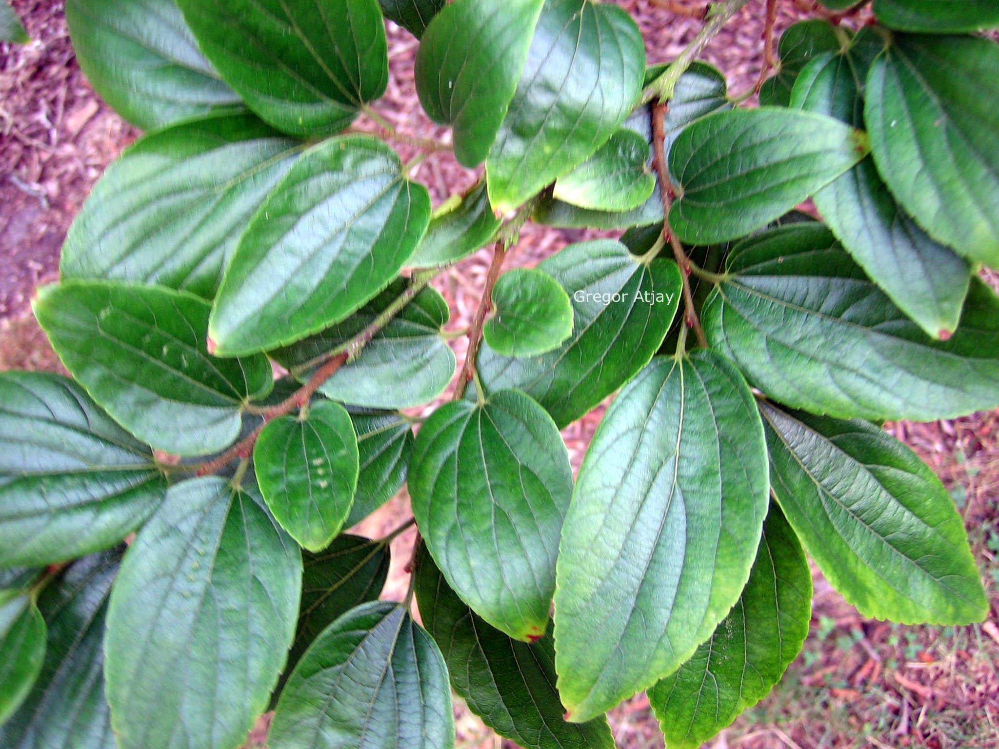 Celtis sinensis