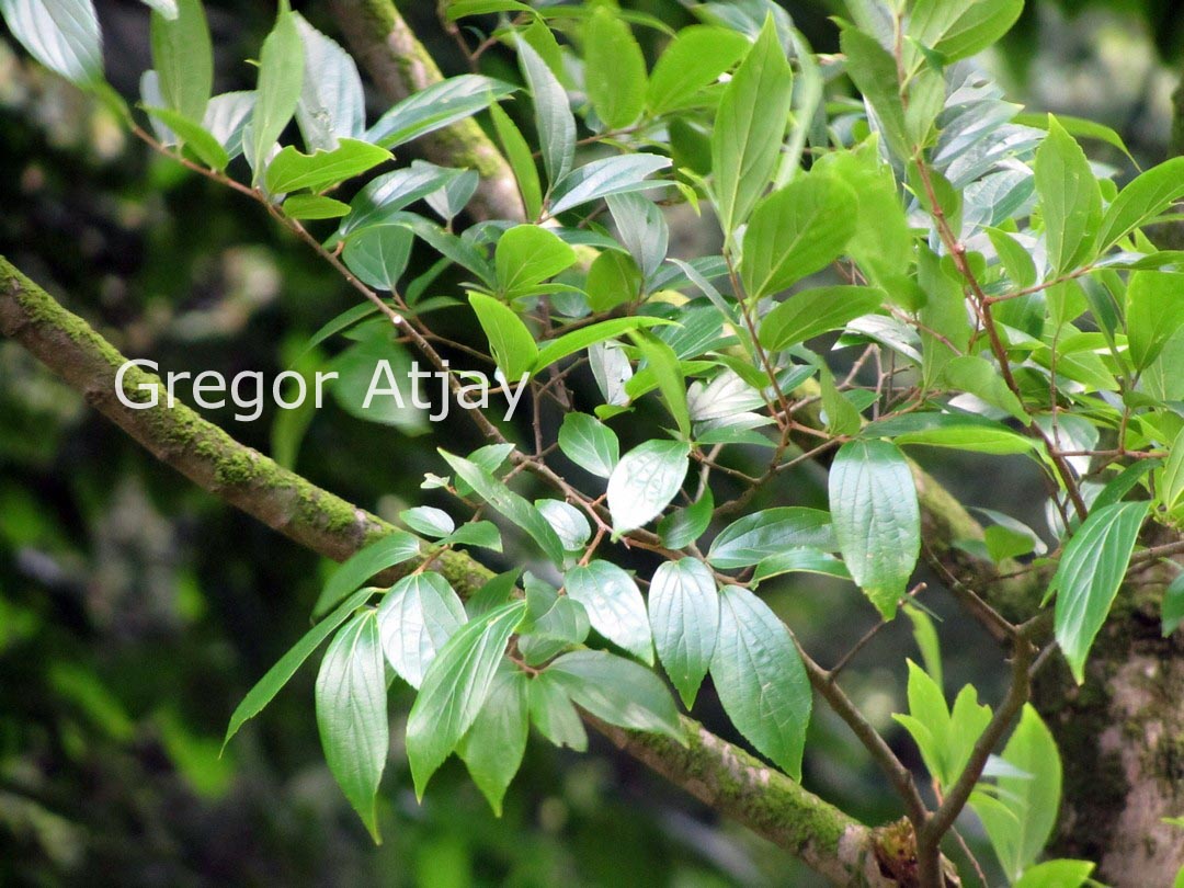 Celtis sinensis