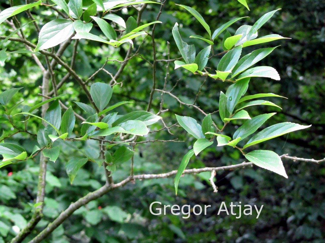 Celtis sinensis