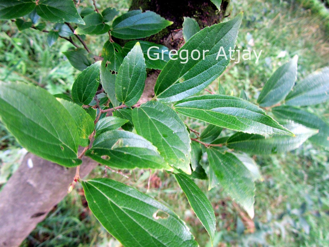 Celtis sinensis