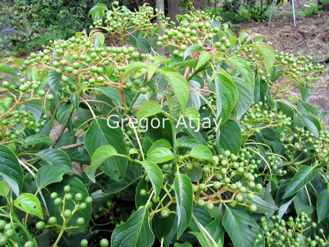 Cornus controversa 'Green Carpet'