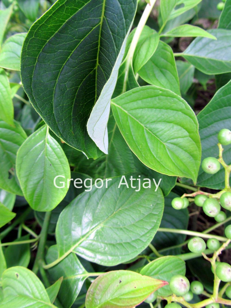 Cornus controversa 'Green Carpet'