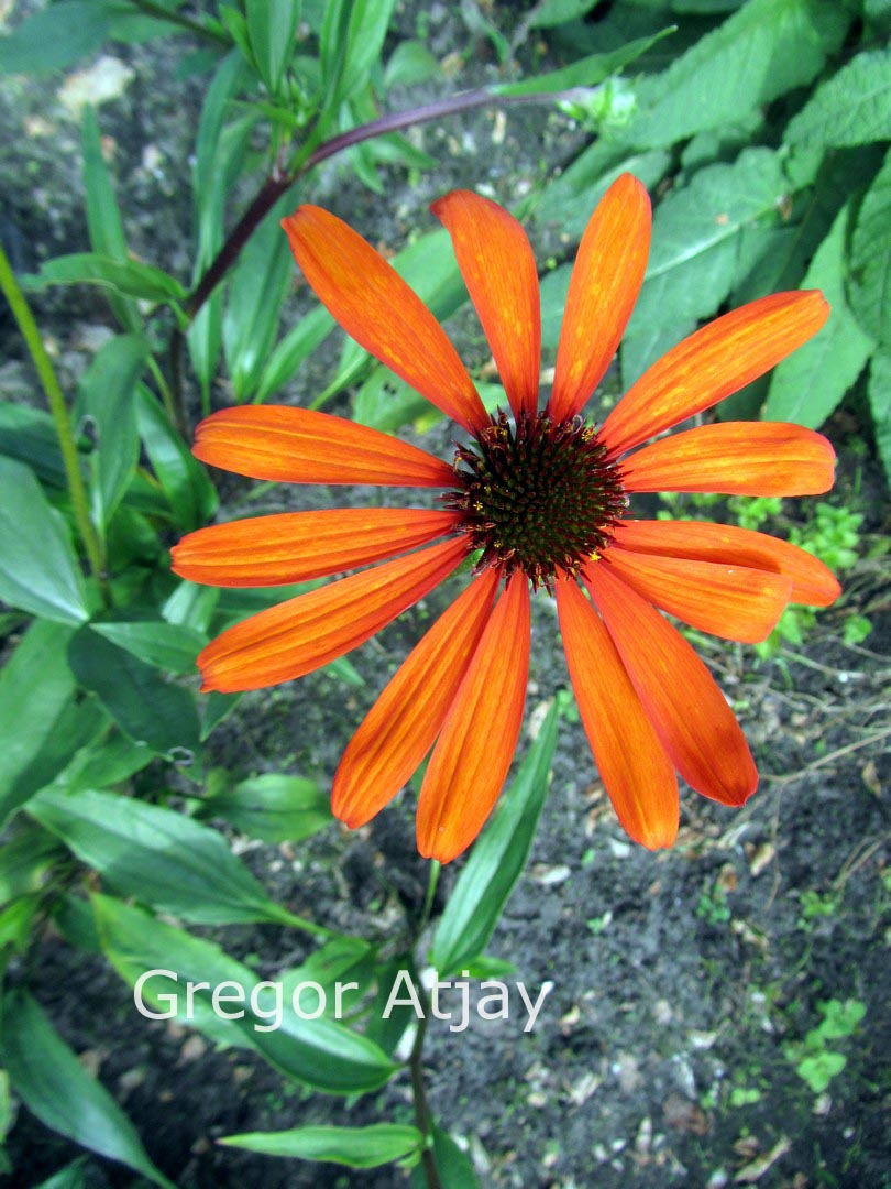 Echinacea purpurea 'Tiki Torch'