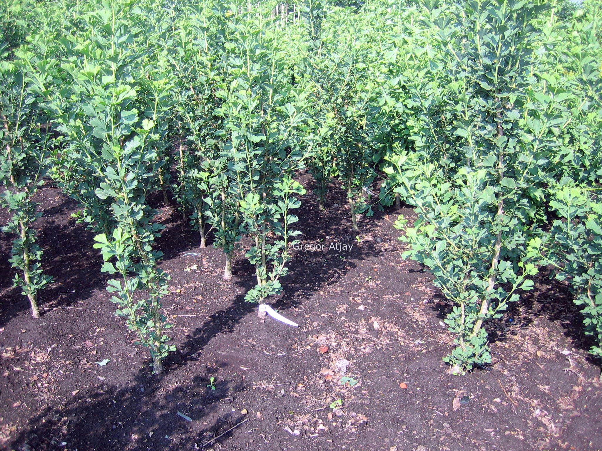 Ginkgo biloba 'Menhir'