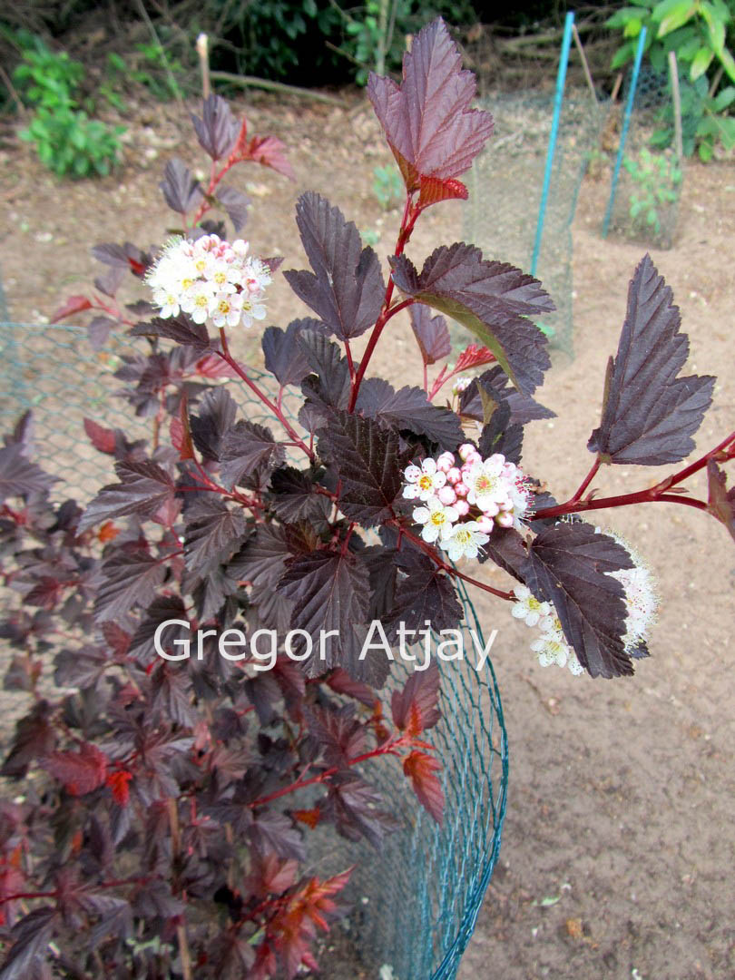 Physocarpus opulifolius 'Mindia' (DIABLE D'OR)