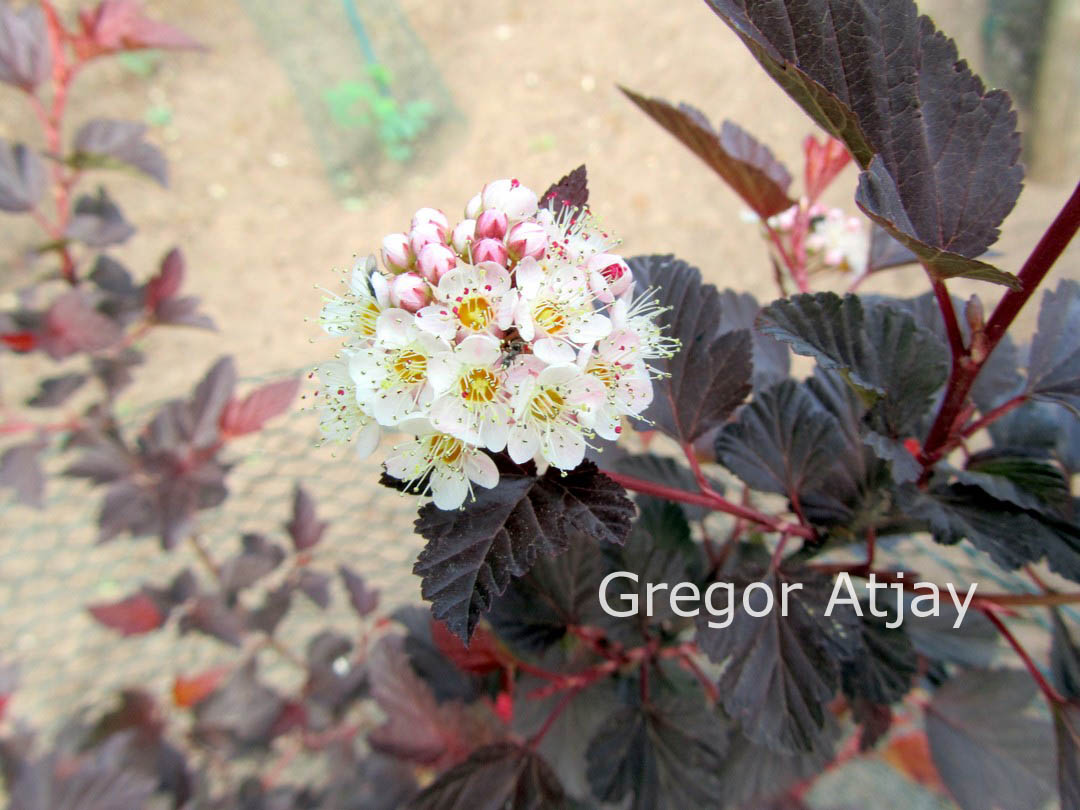 Physocarpus opulifolius 'Mindia' (DIABLE D'OR)
