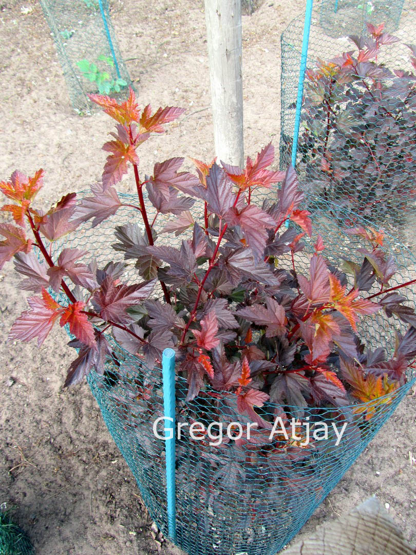 Physocarpus opulifolius 'Mindia' (DIABLE D'OR)