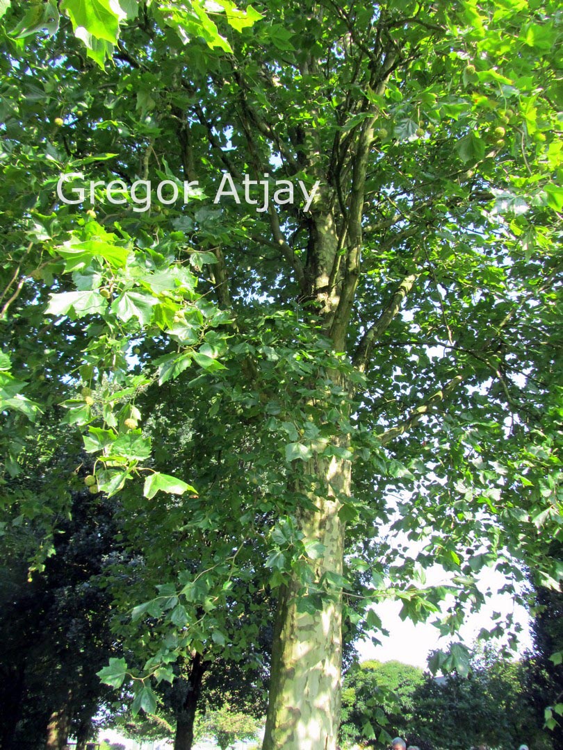 Platanus hispanica 'Malburg'