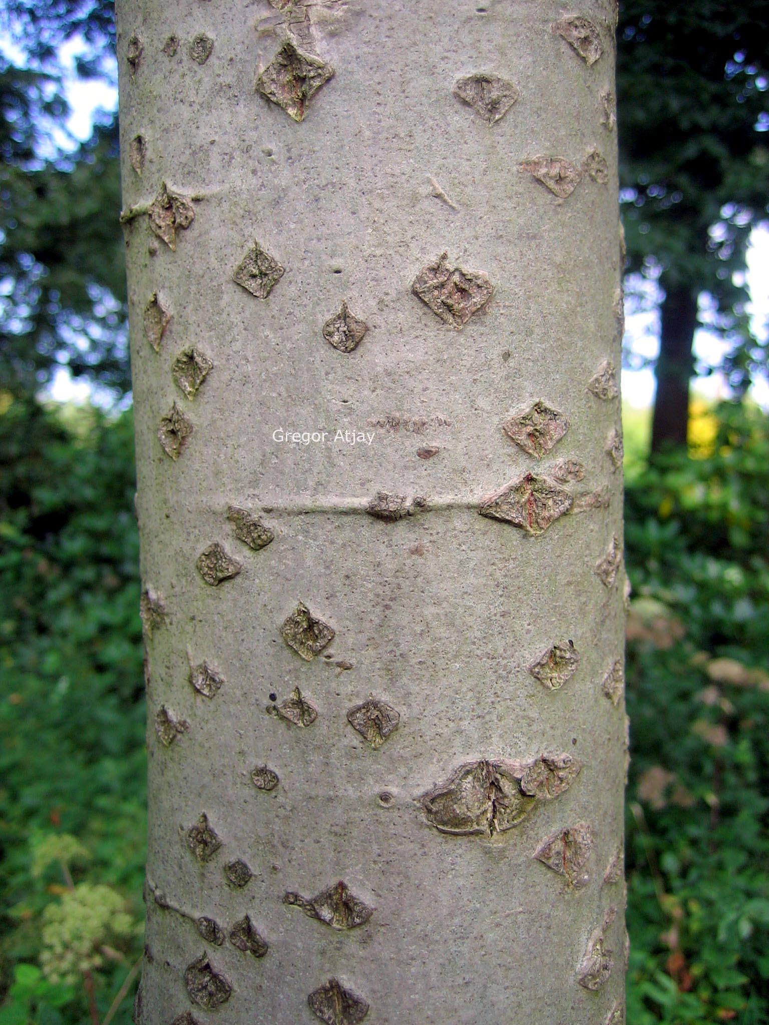 Populus alba 'Raket'