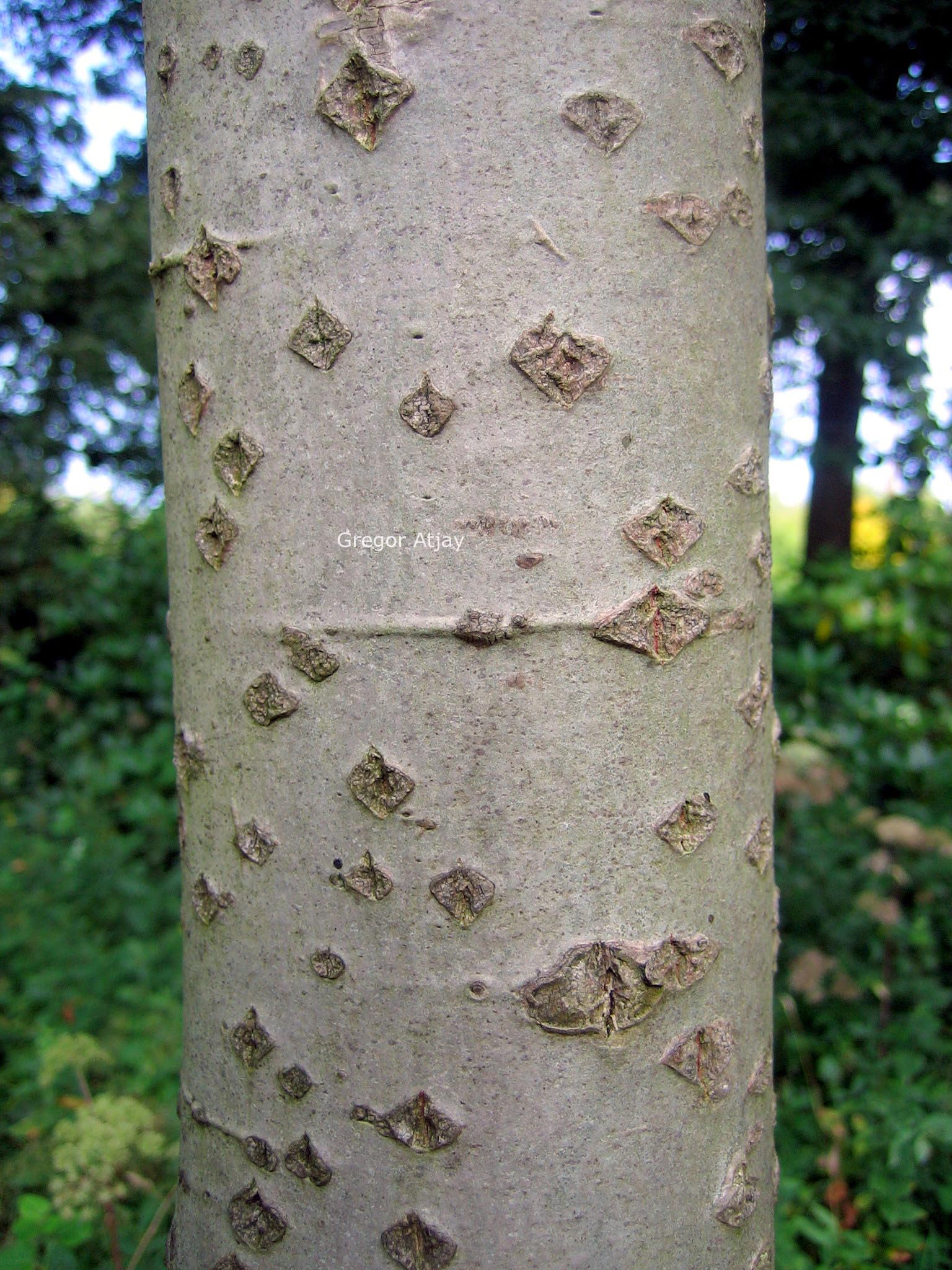 Populus alba 'Raket'