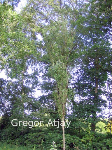 Populus alba 'Raket'