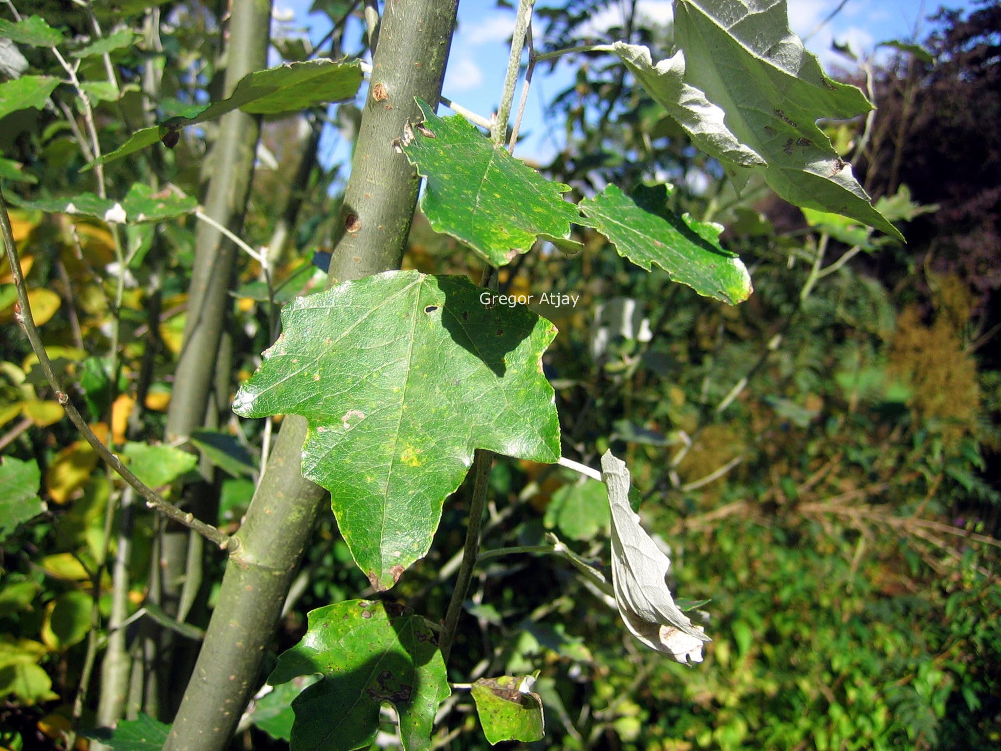 Populus alba 'Raket'